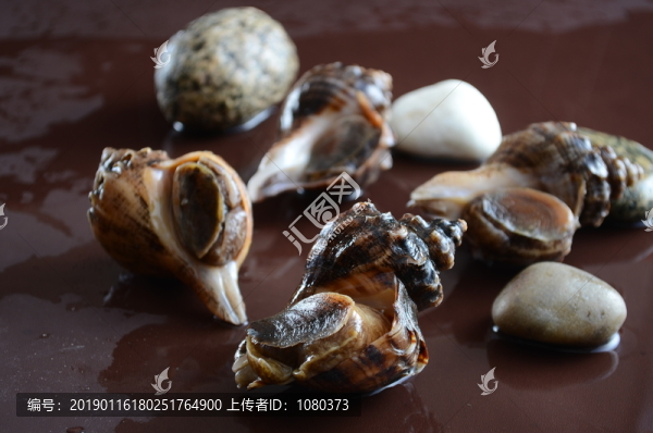 海螺