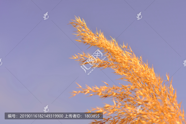 蘆葦草