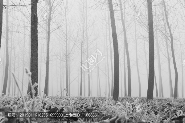 樹林