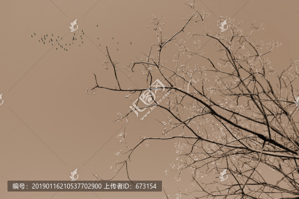 花鳥圖