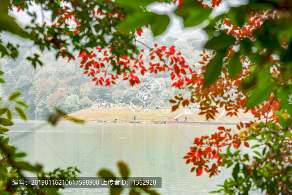 紅杉映仙湖