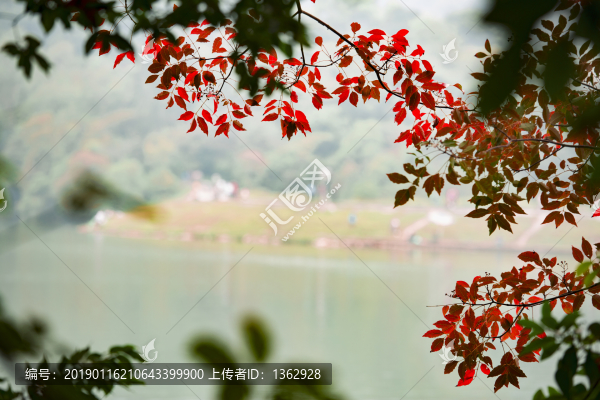 紅杉映仙湖