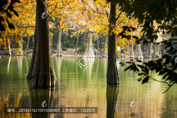 紅杉映仙湖