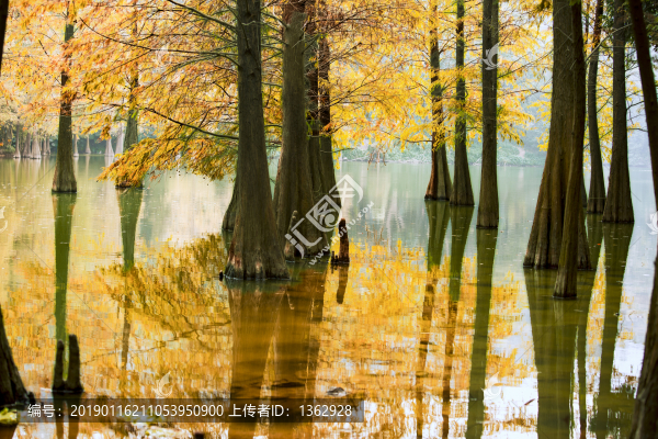 紅杉映仙湖
