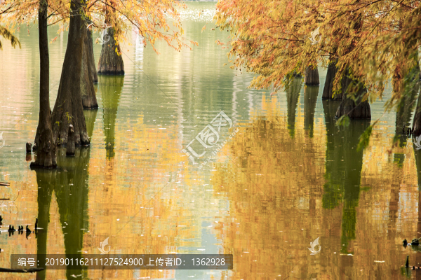 紅杉映仙湖