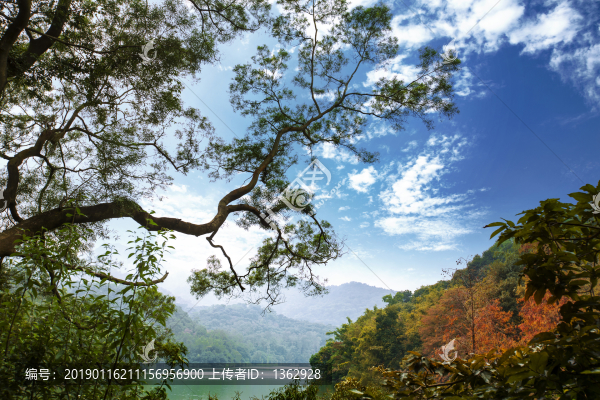 紅杉映仙湖