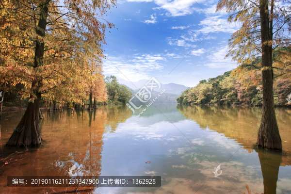 紅杉映仙湖