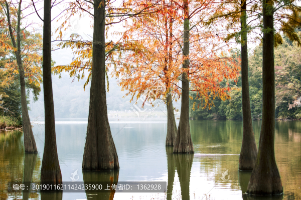 紅杉映仙湖