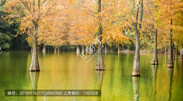 紅杉映仙湖