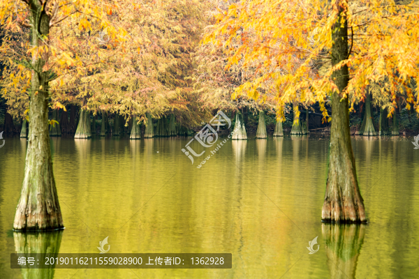 紅杉映仙湖