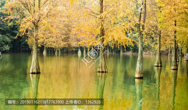 紅杉映仙湖