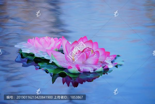 荷花