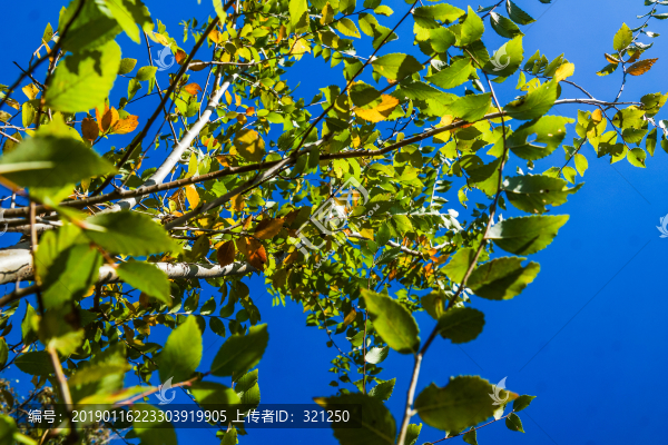 藍(lán)天綠葉