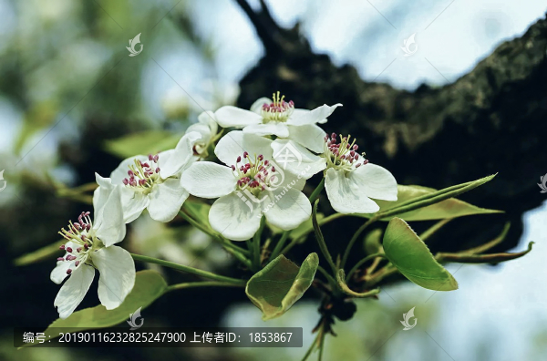 梨花