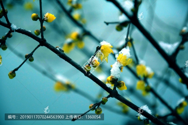 雪中臘梅花