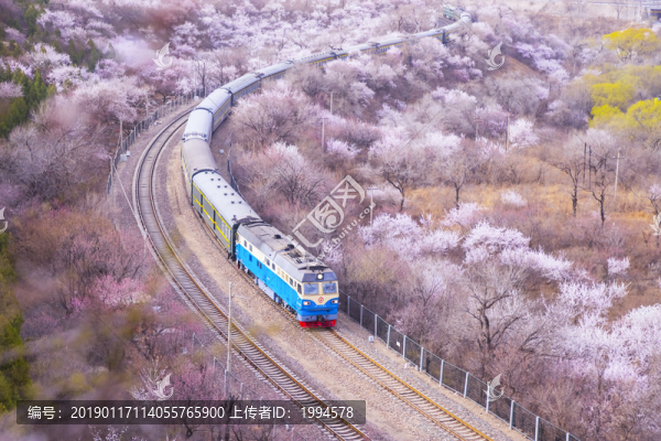 桃花