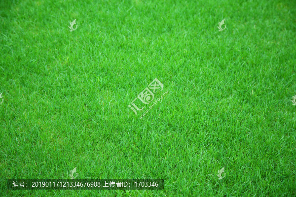 綠草坪背景素材