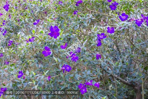 花朵