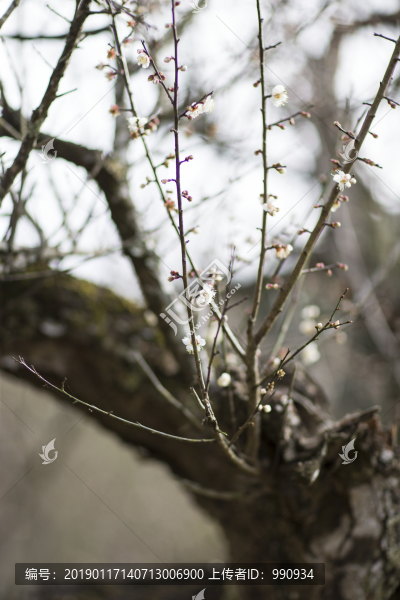 梅花樹(shù)