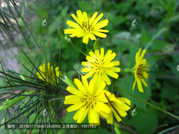 蒲公英花