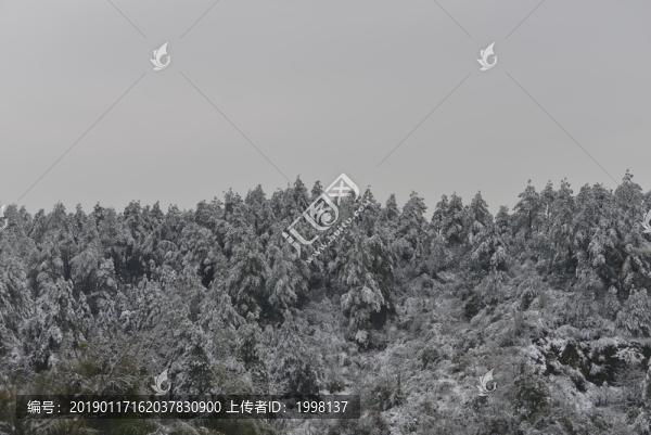雪后樹林