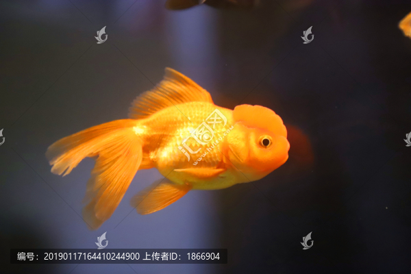 鶴頂紅金魚
