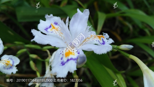 鳶尾花