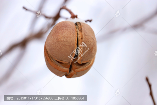 文冠果