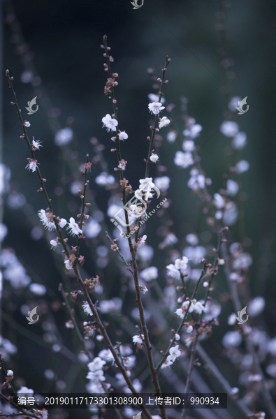 梅花