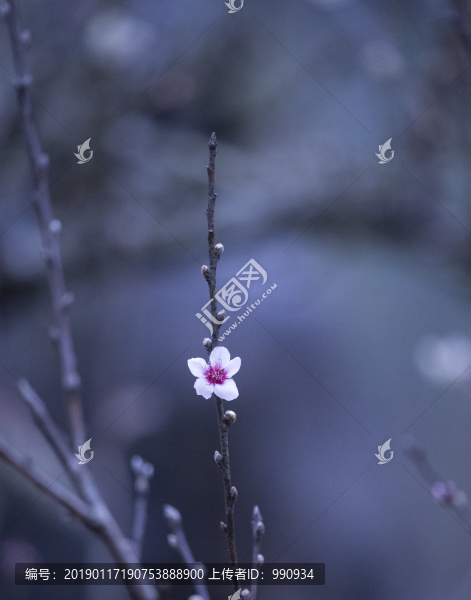 梅花