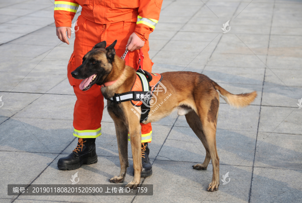 搜救犬