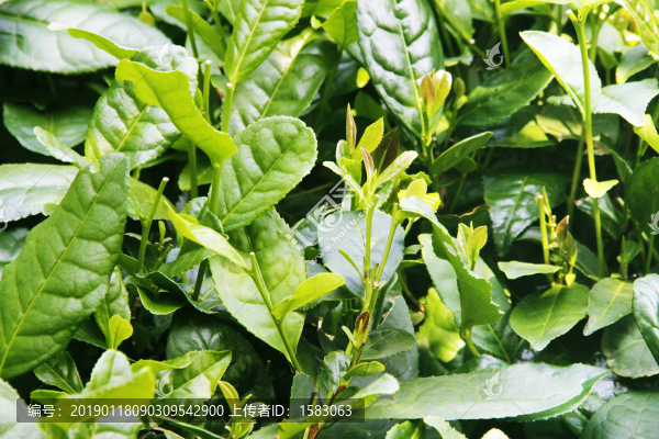 茶