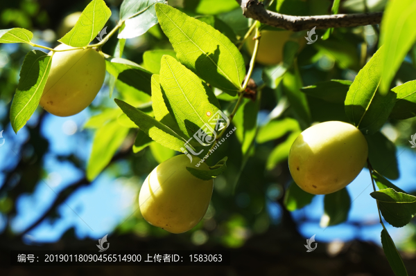 鮮棗脆棗