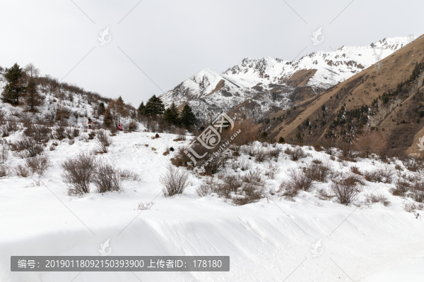 鷓鴣山滑雪