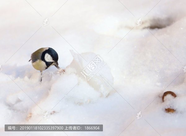 雪中覓食的麻雀