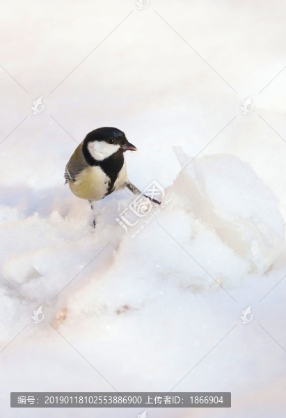 雪中覓食的麻雀