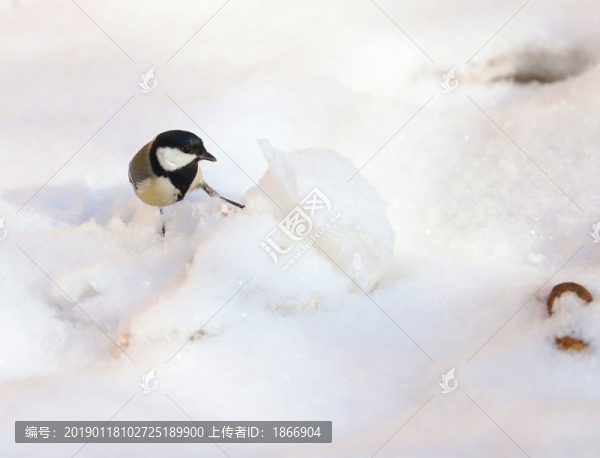 雪中覓食的麻雀