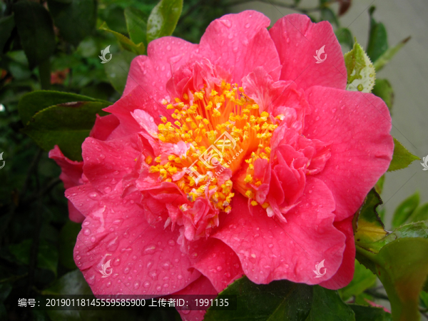 山茶花