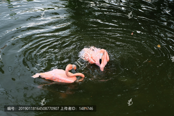 火烈鳥(niǎo)