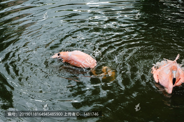 火烈鳥