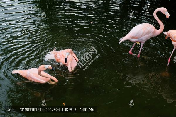 火烈鳥