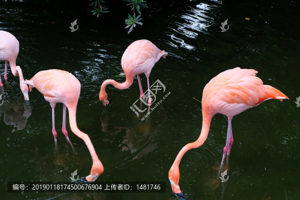 火烈鳥(niǎo)