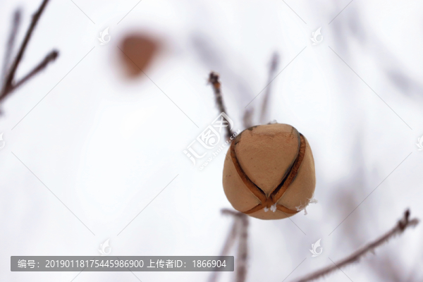 霧凇滿枝頭