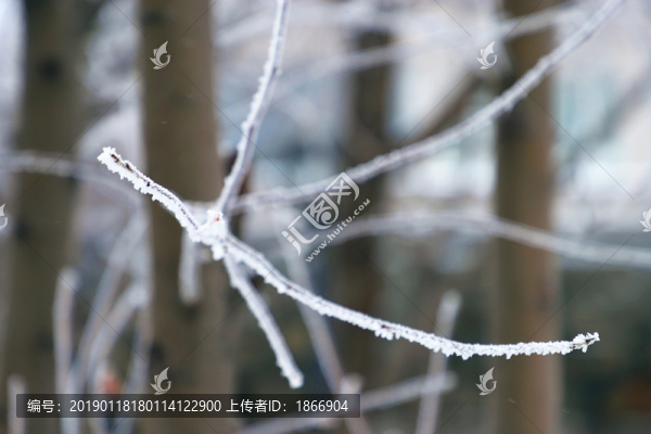 霧凇滿枝頭