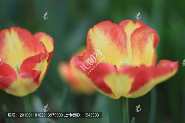 郁金香