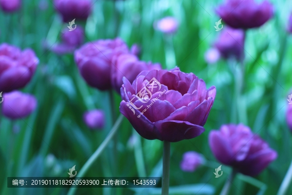 郁金香