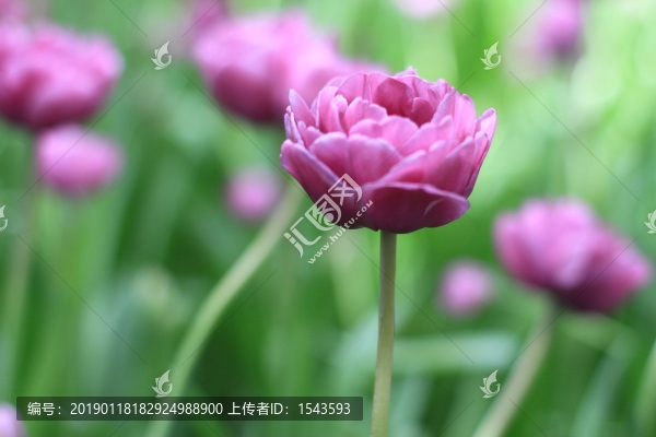 郁金香