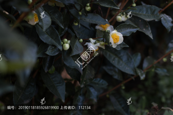 茶葉