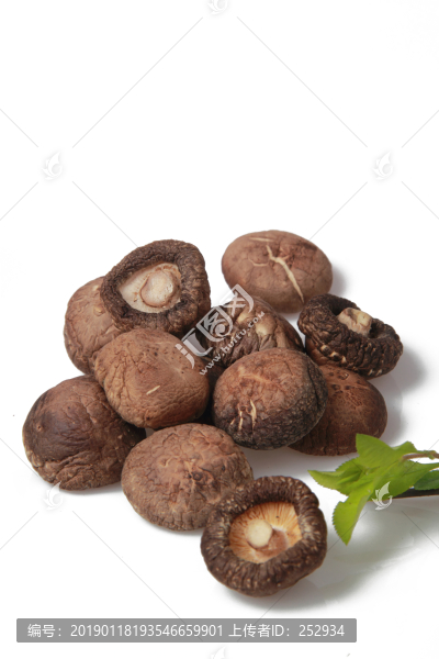 香菇