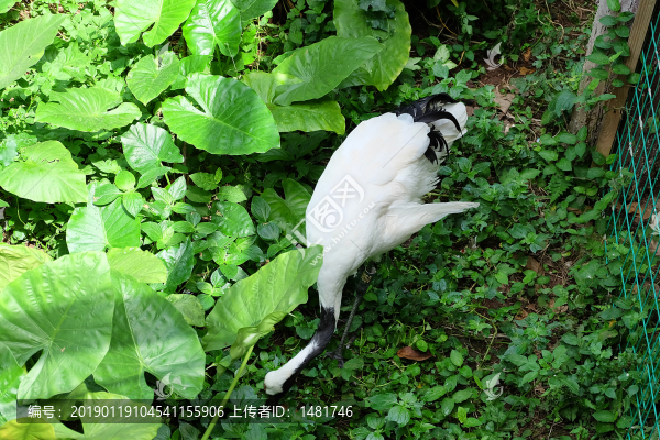 丹頂鶴